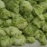 夏阳白白菜上市了，质量好，价格优，走商超市场供用半毛菜