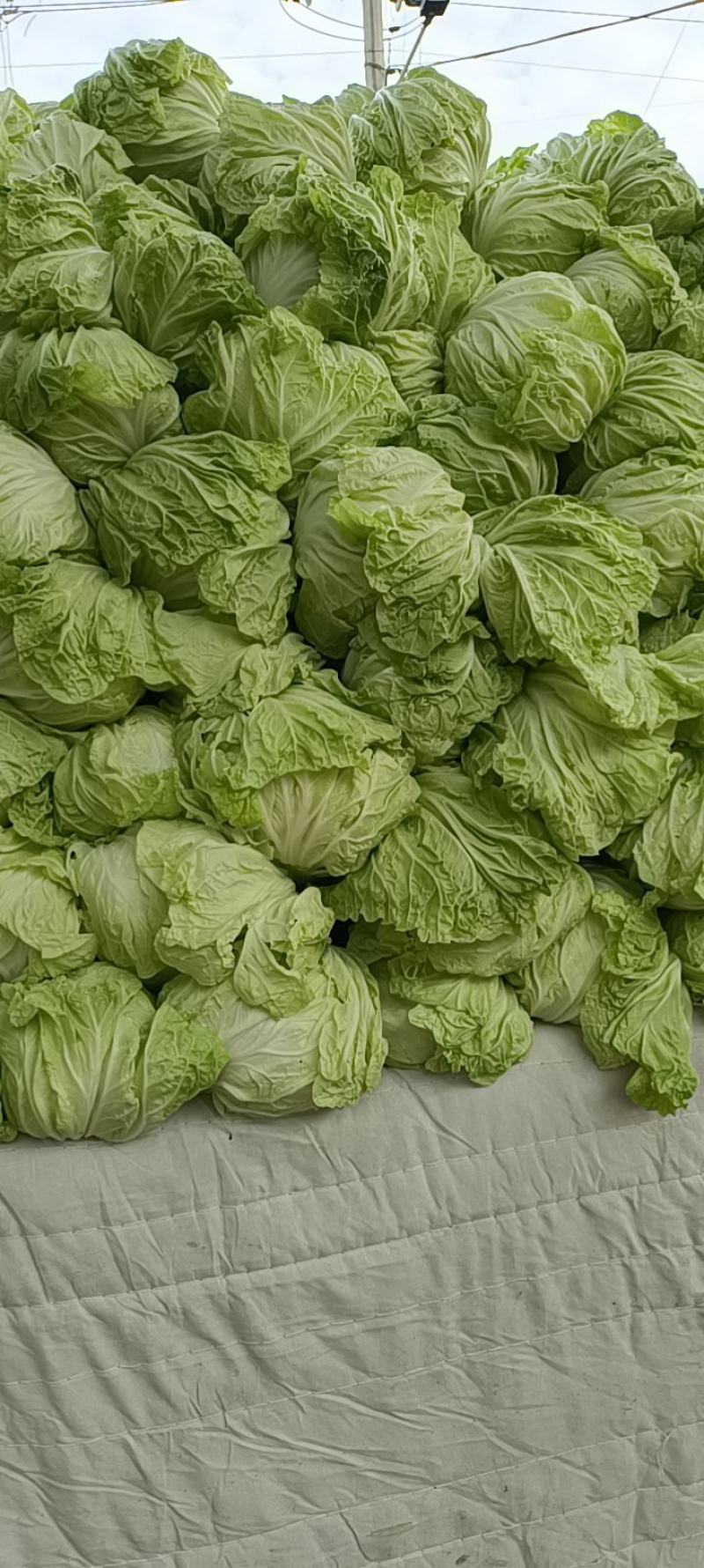 夏阳白白菜上市了，质量好，价格优，走商超市场供用半毛菜