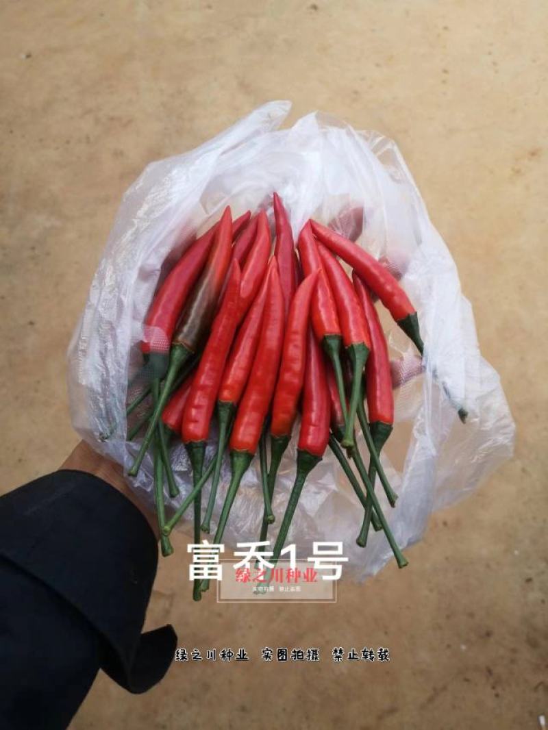 云南热销富乔一号朝天椒种子大果朝天椒种籽高产抗病强
