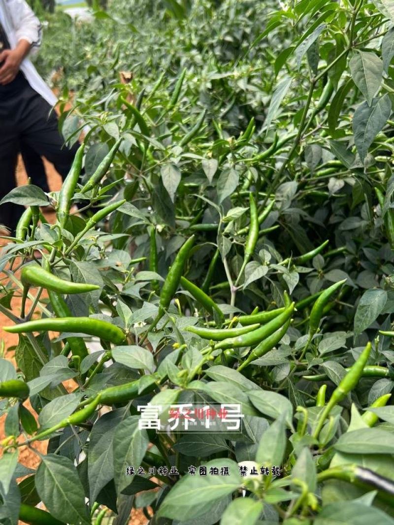 云南热销富乔一号朝天椒种子大果朝天椒种籽高产抗病强
