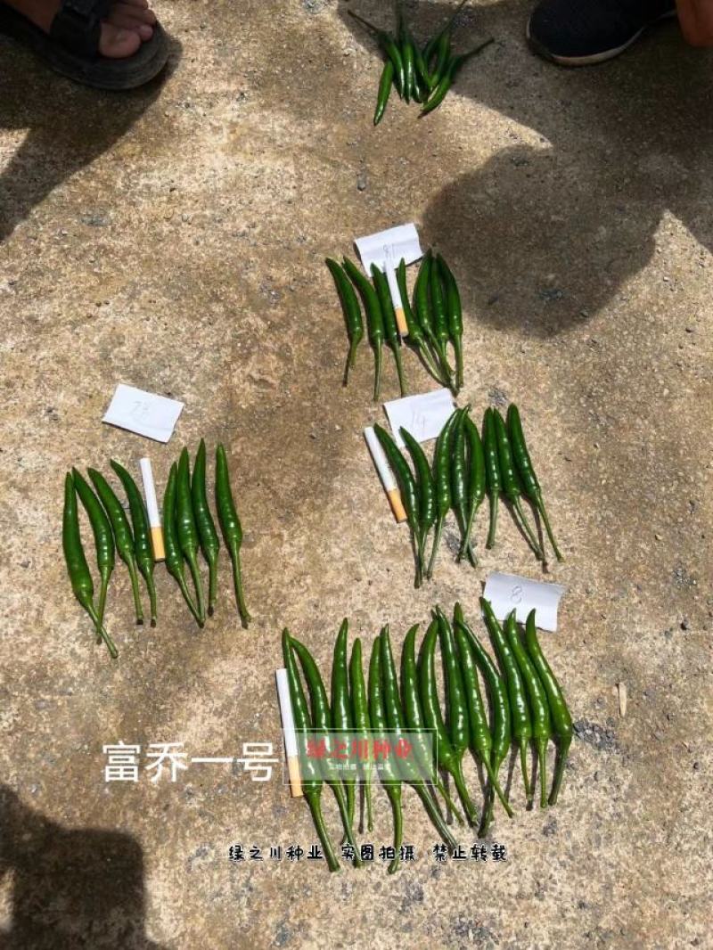 云南热销富乔一号朝天椒种子大果朝天椒种籽高产抗病强