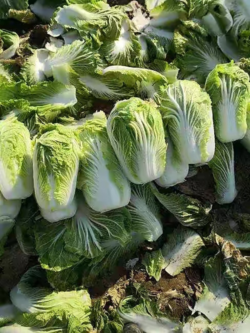 【牛商商家】白菜黄心白菜代收代办产地发货包售后