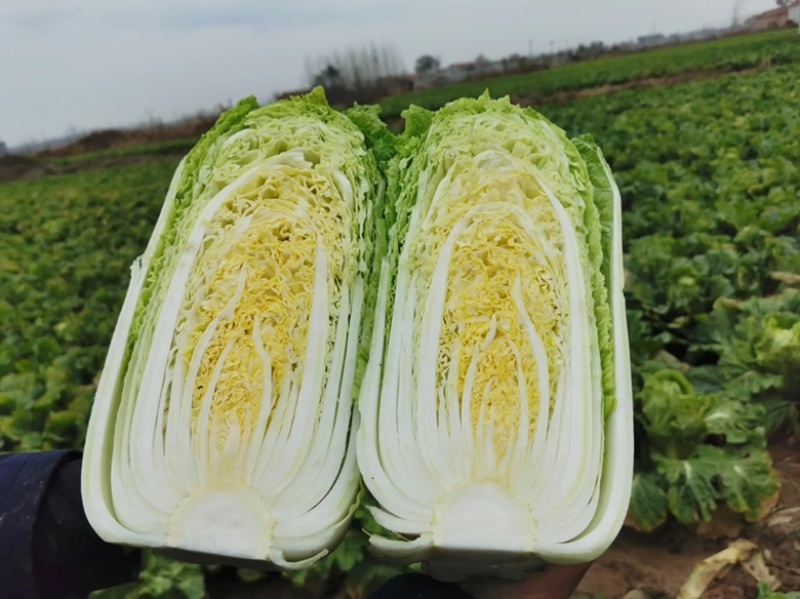 【牛商商家】白菜黄心白菜代收代办产地发货包售后