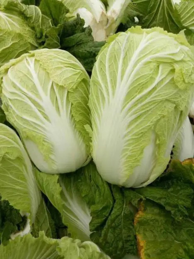 【牛商商家】白菜黄心白菜代收代办产地发货包售后
