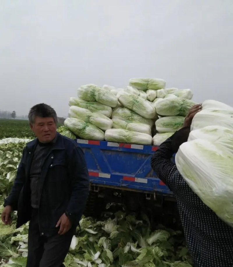 【牛商商家】白菜黄心白菜代收代办产地发货包售后