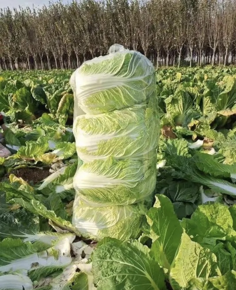 【牛商商家】白菜黄心白菜代收代办产地发货包售后