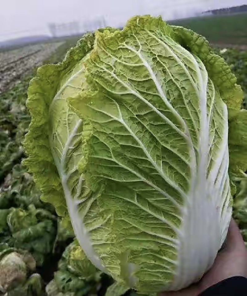 【牛商商家】白菜黄心白菜代收代办产地发货包售后