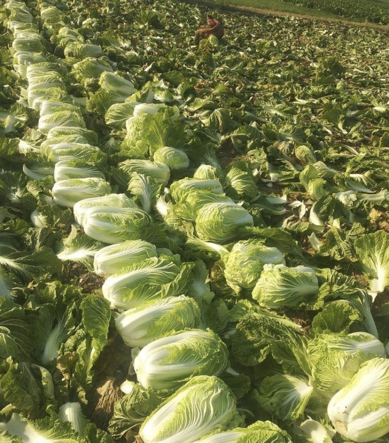 【牛商商家】白菜黄心白菜代收代办产地发货包售后