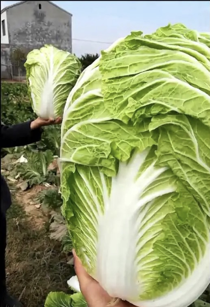 【牛商商家】白菜黄心白菜代收代办产地发货包售后