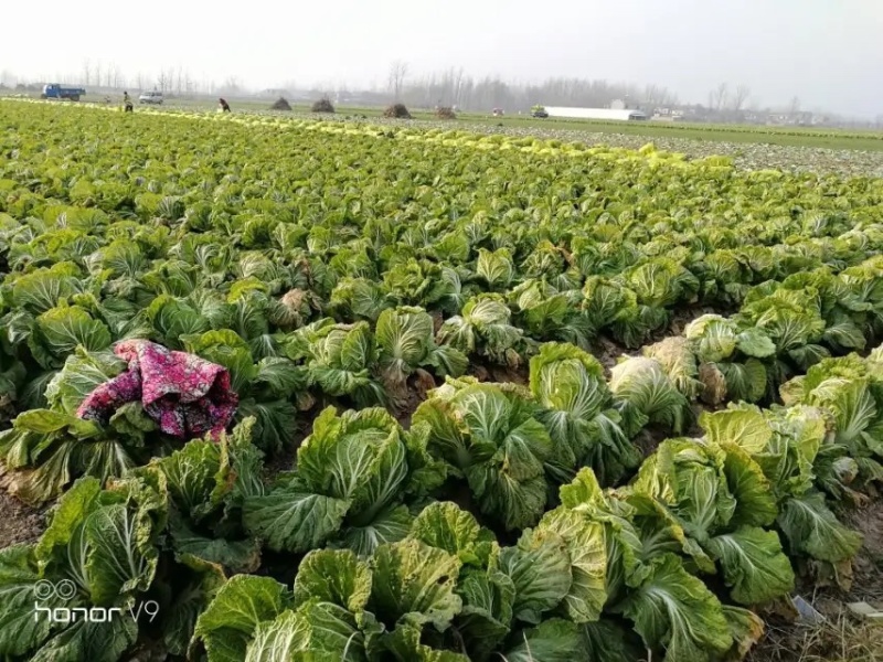【牛商商家】白菜黄心白菜代收代办产地发货包售后