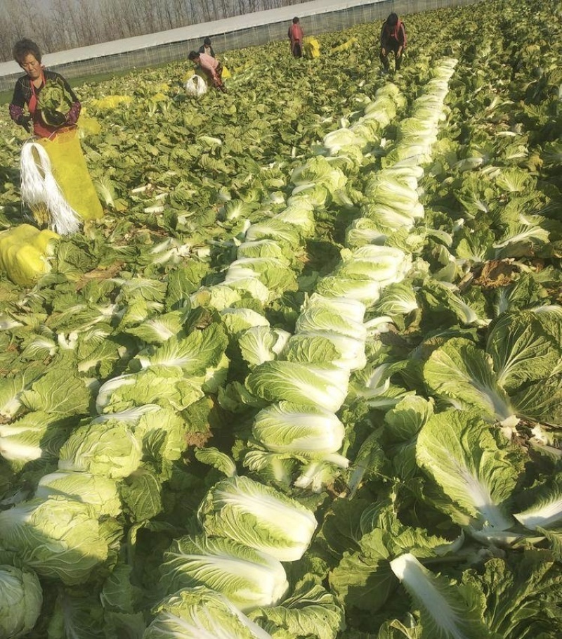 【牛商商家】白菜黄心白菜代收代办产地发货包售后
