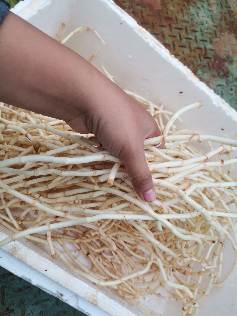 精品鱼腥草货好量大