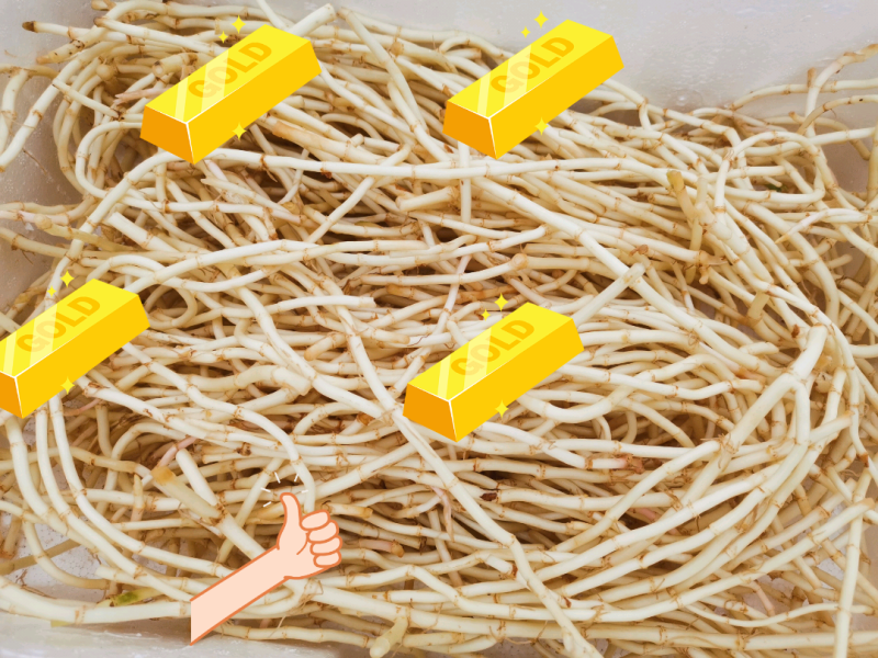 精品鱼腥草货好量大