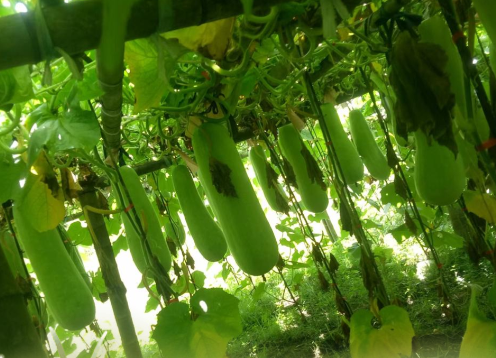 木瓜种植园实景