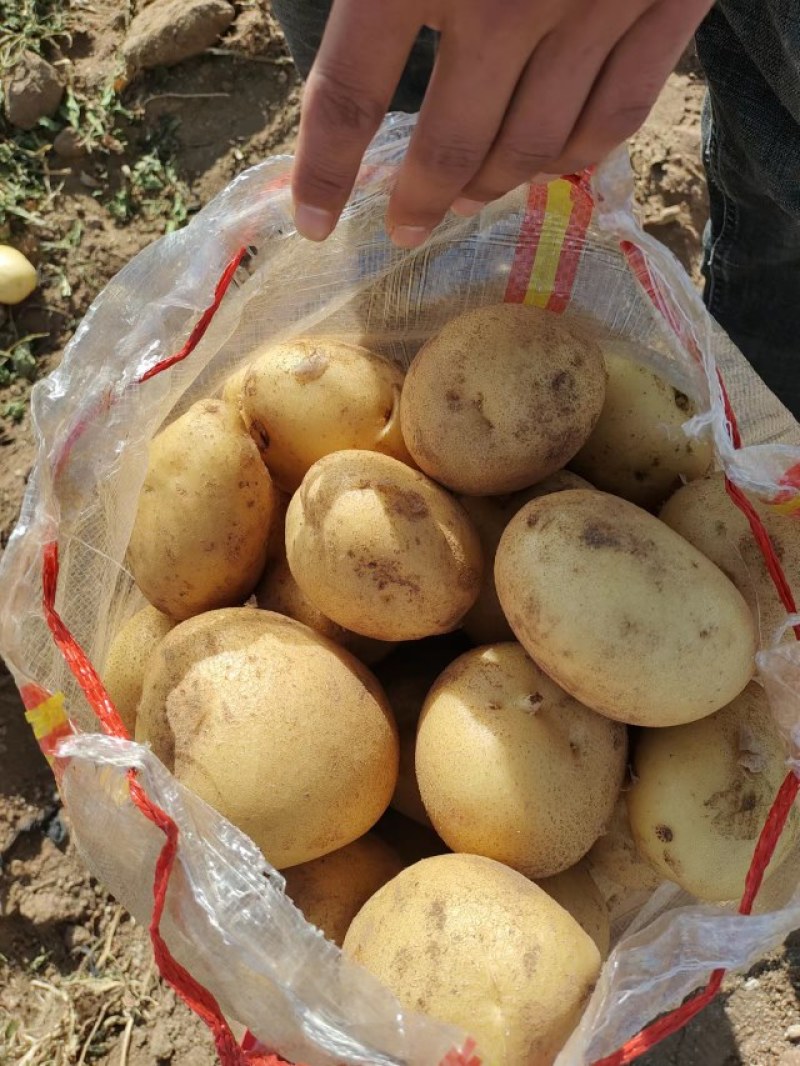 精品黄皮黄肉西森6号土豆