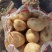 精品黄皮黄肉西森6号土豆