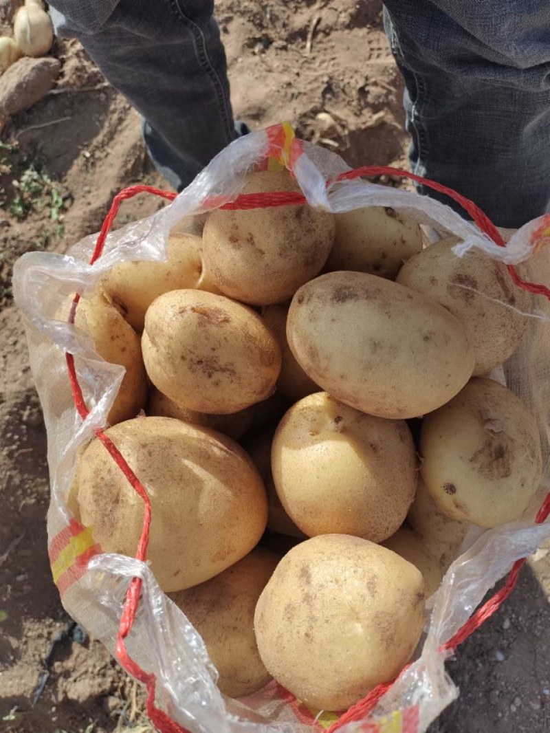精品黄皮黄肉西森6号土豆