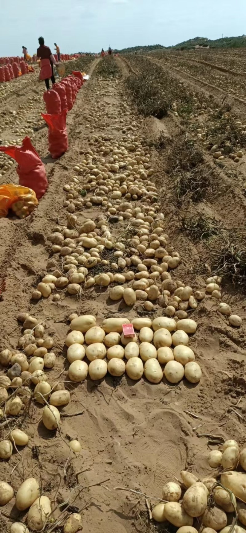 精品黄皮黄肉西森6号土豆