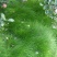 鼠茅草种子果园树林绿肥鼠矛毛草籽四季可种草籽包出芽
