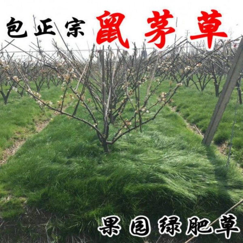 鼠茅草种子果园树林绿肥鼠矛毛草籽四季可种草籽包出芽