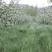 鼠茅草种子果园树林绿肥鼠矛毛草籽四季可种草籽包出芽