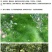 鼠茅草种子果园树林绿肥鼠矛毛草籽四季可种草籽包出芽