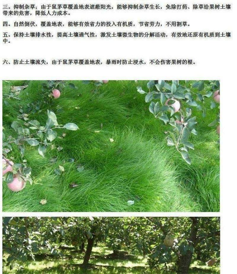 鼠茅草种子果园树林绿肥鼠矛毛草籽四季可种草籽包出芽