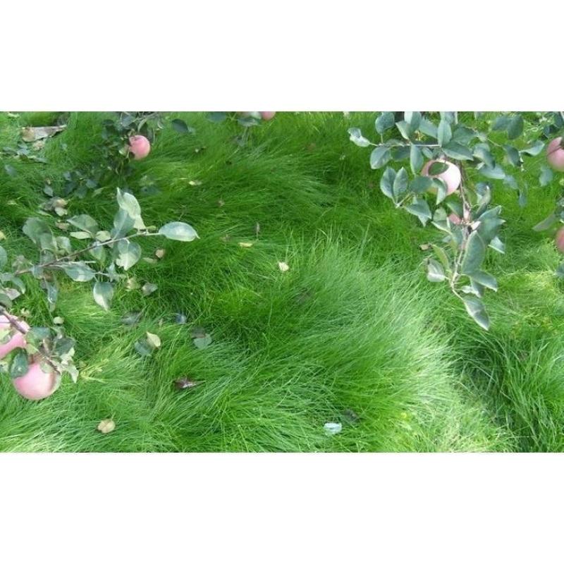 鼠茅草种子果园树林绿肥鼠矛毛草籽四季可种草籽包出芽