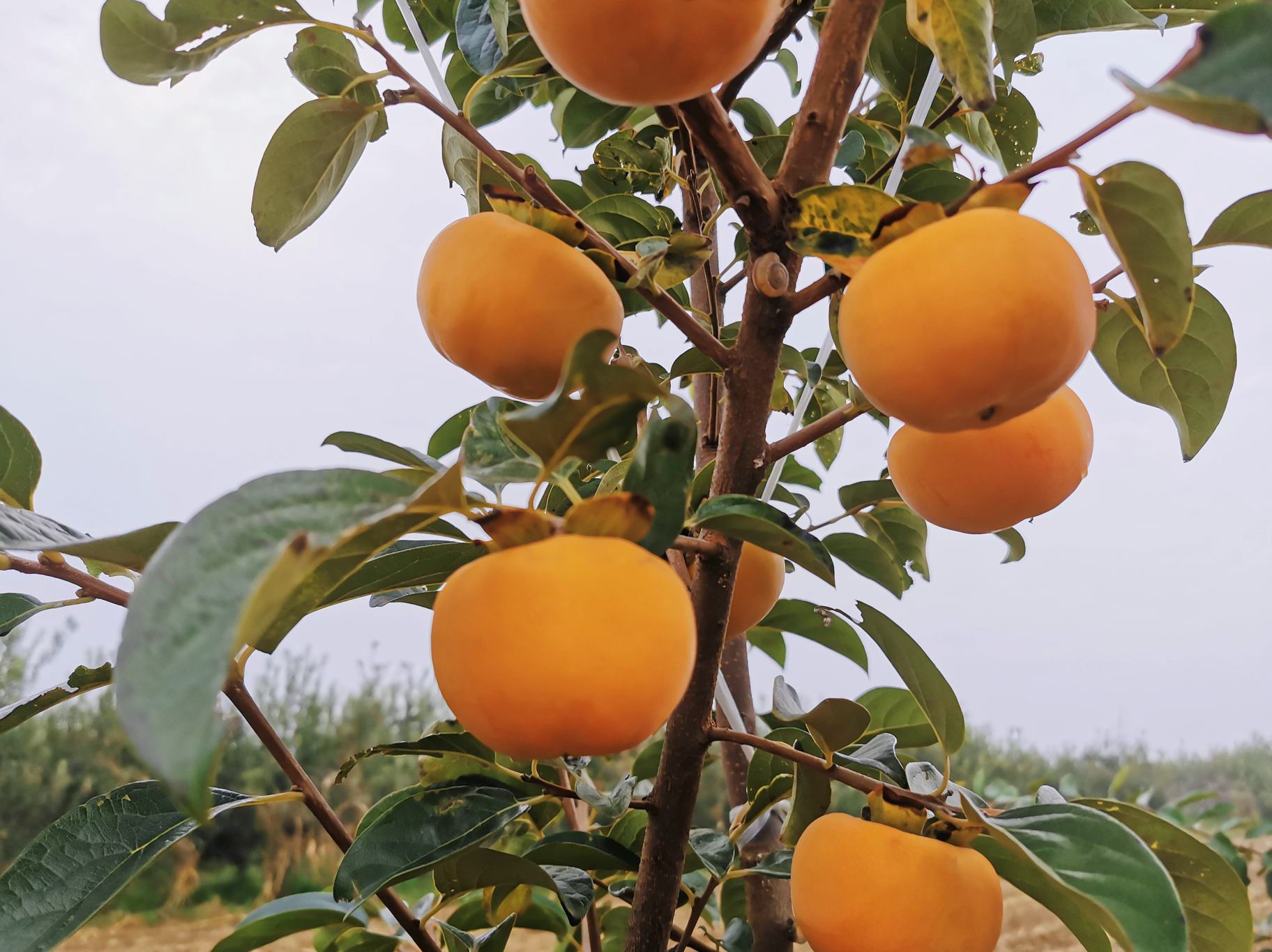 湖北省罗田县九资河镇甜柿种植基地航拍全景,秋季果园郁郁葱葱,成片的甜柿树挂满橙红色果实,远处为大别山山脉,地形呈丘陵状,果园依山势梯级分布,部分果农正在采摘作业,阳光充足,气候宜人 罗田县甜柿果园航拍图