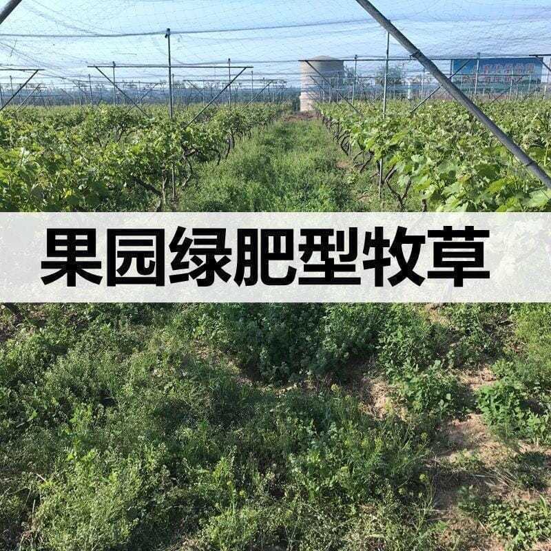 鼠茅草种子果园树林绿肥鼠矛毛草籽四季可种草籽包出芽