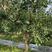 大红胞石榴树苗，8公分，10公分，12公分石榴树
