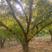 大红胞石榴树苗，8公分，10公分，12公分石榴树