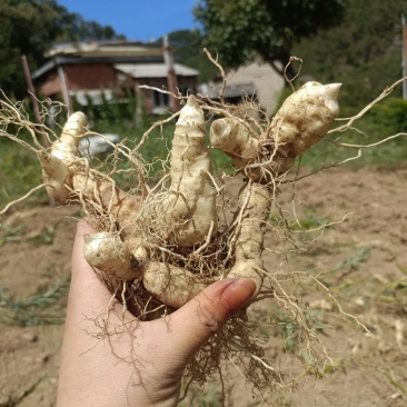 新鲜鸡头黄精种芽黄精种苗种植块茎黄精