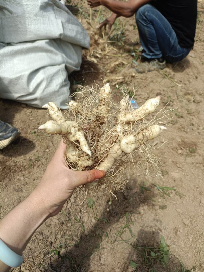 新鲜鸡头黄精种芽黄精种苗种植块茎黄精