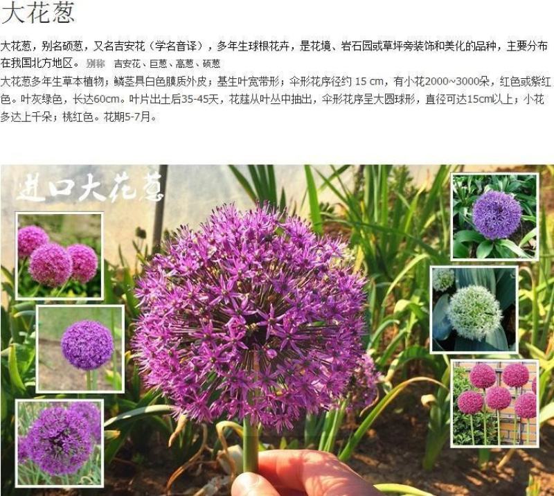 荷兰进口大花葱种球耐寒花卉盆栽葱花球根子七彩四季易活阳台