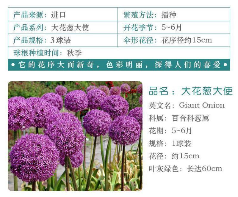 荷兰进口大花葱种球耐寒花卉盆栽葱花球根子七彩四季易活阳台