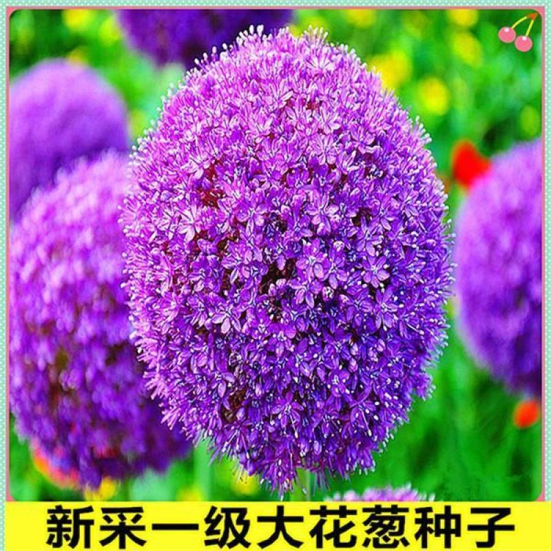 荷兰进口大花葱种球耐寒花卉盆栽葱花球根子七彩四季易活阳台