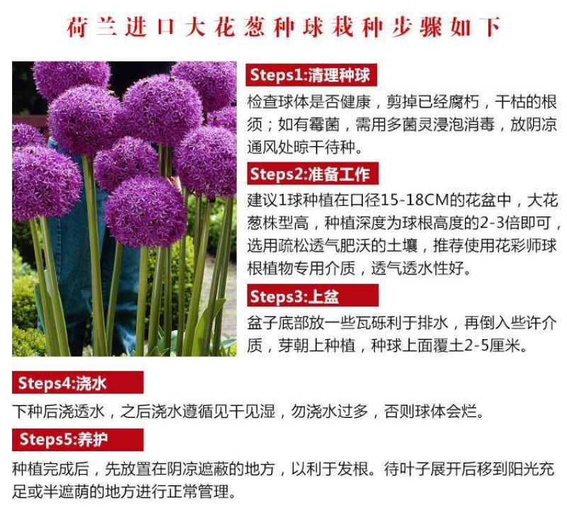 荷兰进口大花葱种球耐寒花卉盆栽葱花球根子七彩四季易活阳台