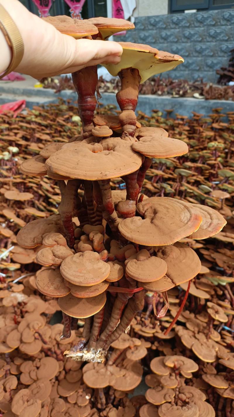 【基地直发】灵芝盆景大三层45元一颗量大从优