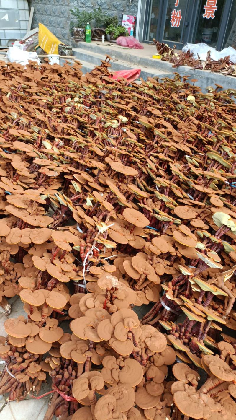 【基地直发】灵芝盆景大三层45元一颗量大从优