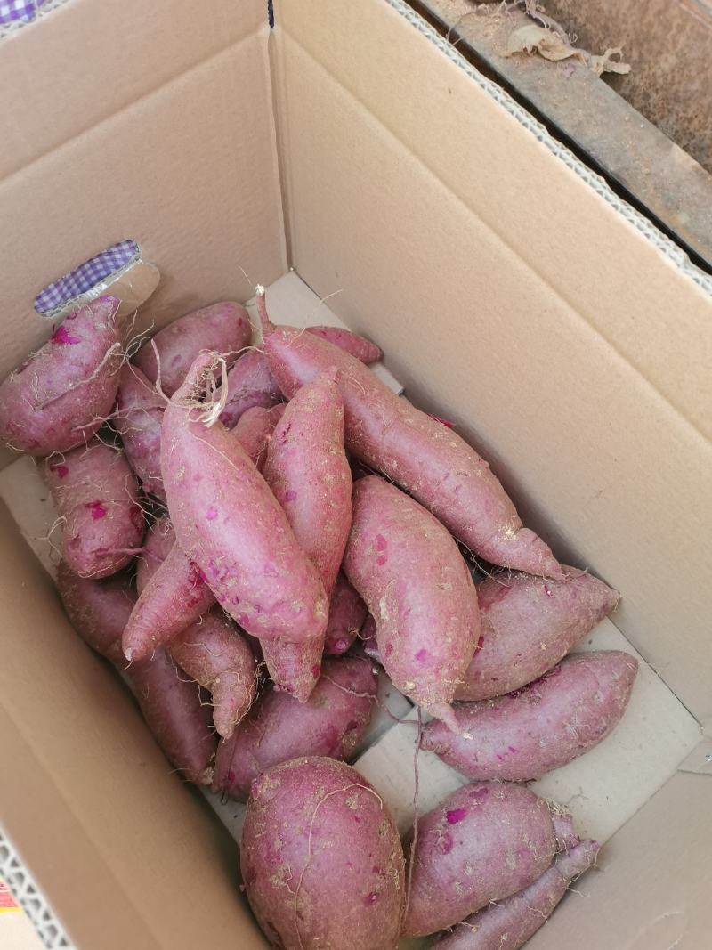 山东邹城紫罗兰大量上市，颜色鲜艳，软糯香甜，欢迎合作共赢