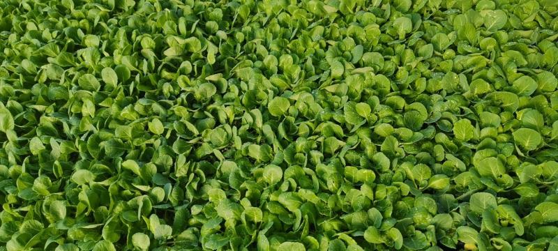 甘蓝苗包菜苗洋白菜苗黄心宣软甘蓝苗韩绿甘蓝苗