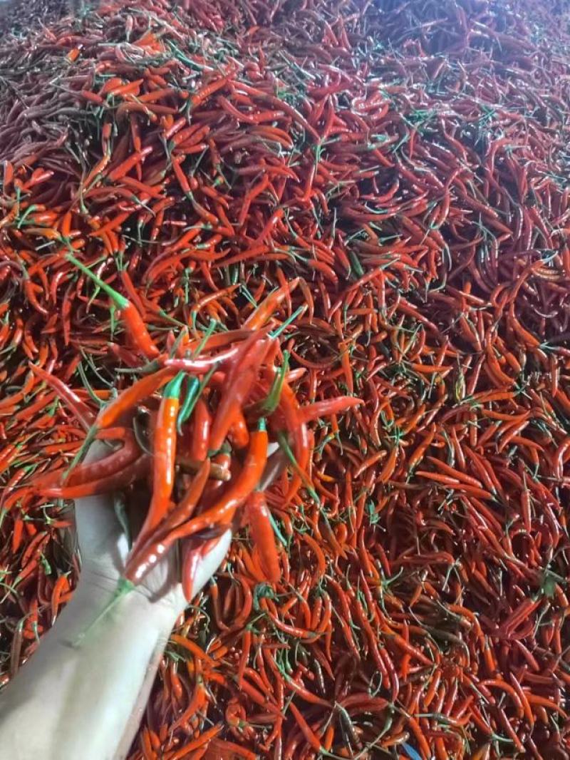 小米椒