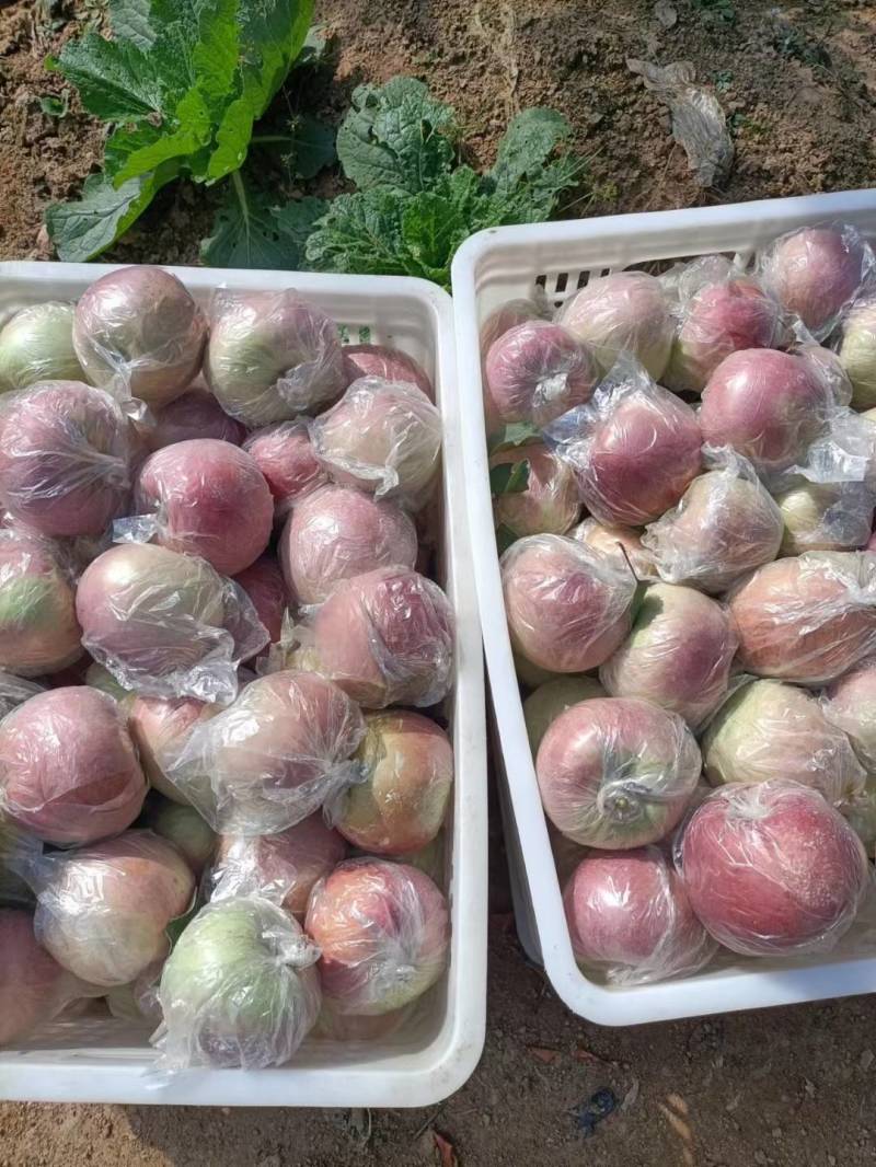 纸袋膜袋红富士苹果产地大量上市，价格便宜