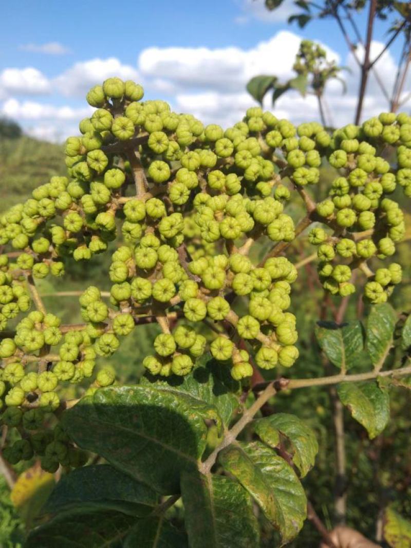 吴茱萸，晒干无硫。枝条处理，需要的联系