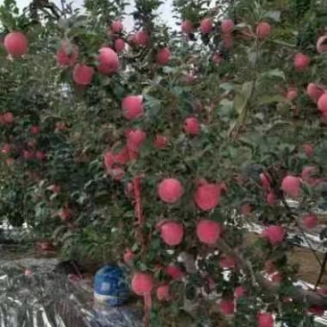 静宁红富士苹果批发零售