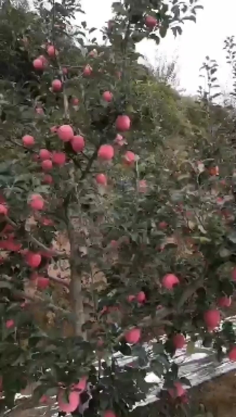 静宁红富士苹果批发零售
