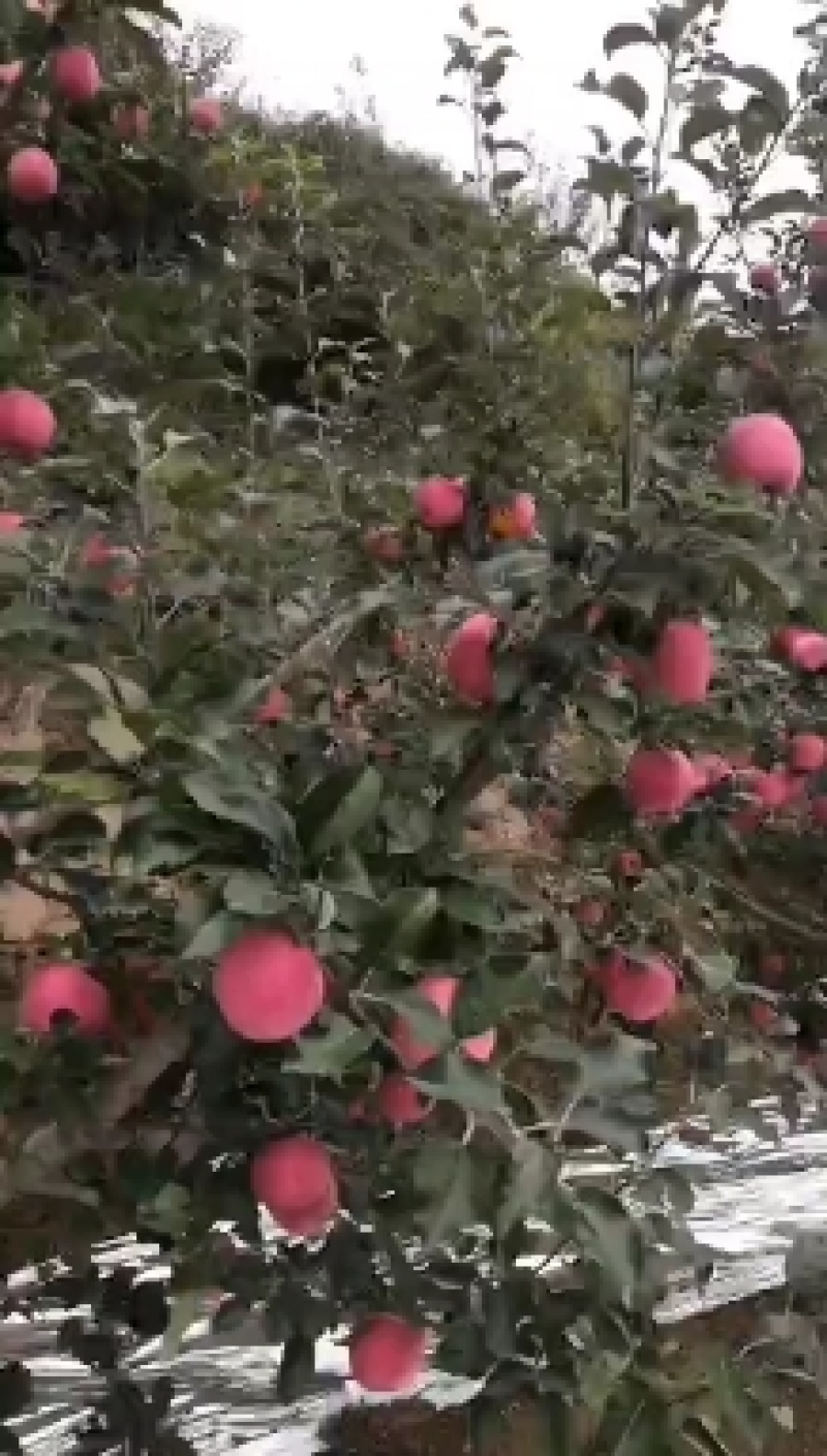 静宁红富士苹果批发零售