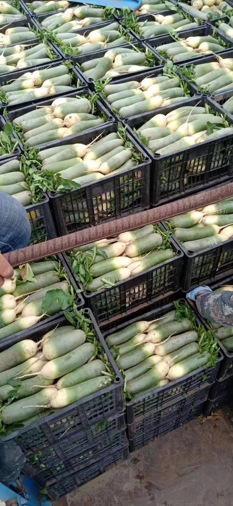 【全国直达发货】山东肥城水果萝卜、货源充足、质量全国