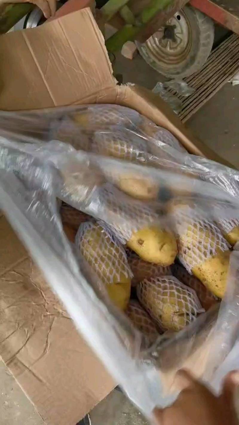 袋装箱装土豆全国代发，规格齐全，质量保证，全国代发